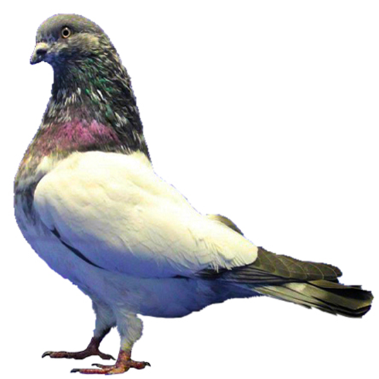 Tippler Pigeon